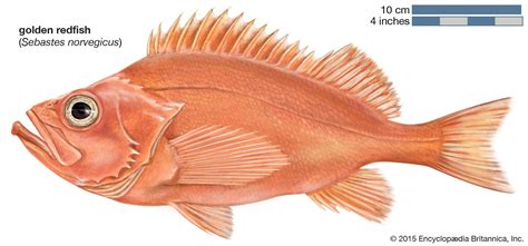 types of red fish